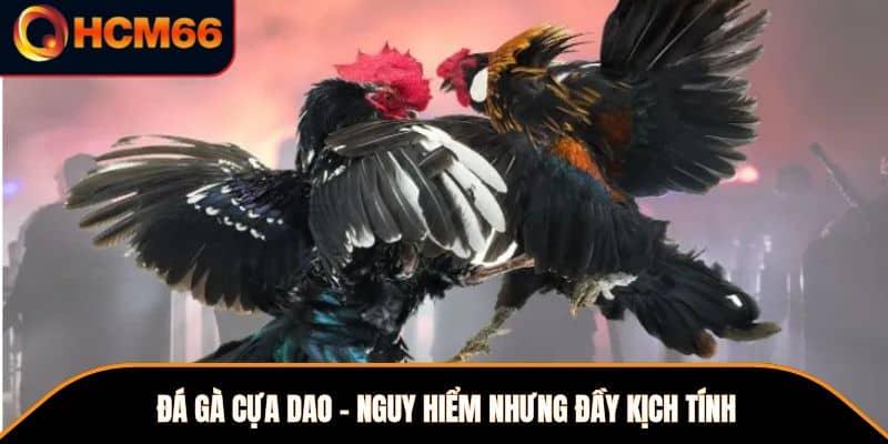 Đá gà cựa dao - Nguy hiểm nhưng đầy kịch tính