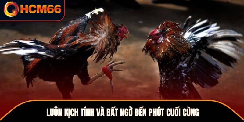 Luôn kịch tính và bất ngờ đến phút cuối cùng